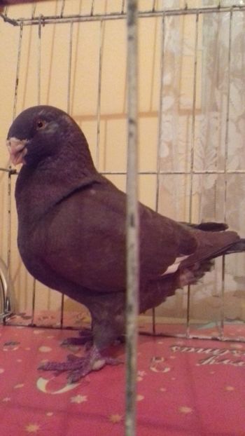  - Vânduți 2019 2020