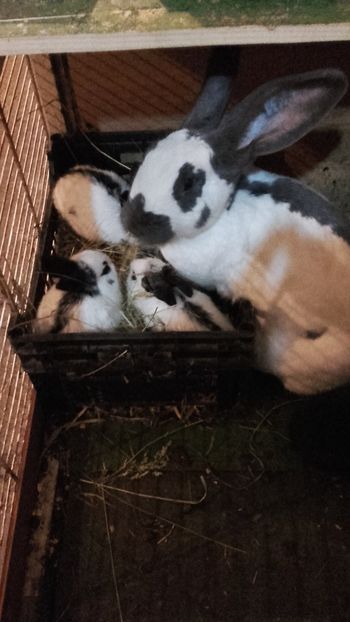  - Cuib Fluture din 11 01 2019