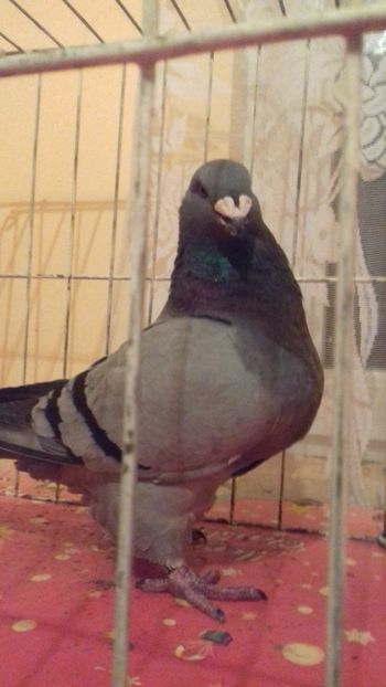 0-1 2016 - Vânduți 2019 2020