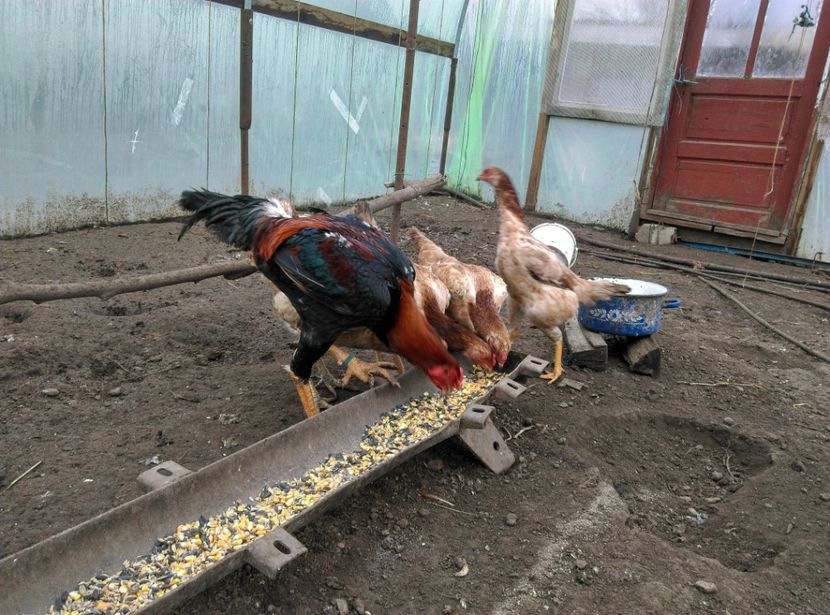  - Combatant malaez 2018-2019