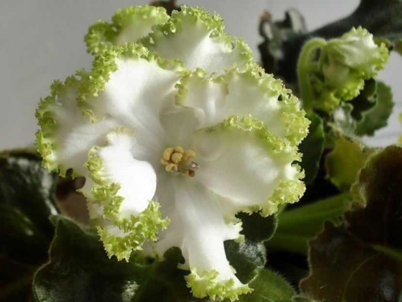 Grinia - AAA Violete africane comerciale