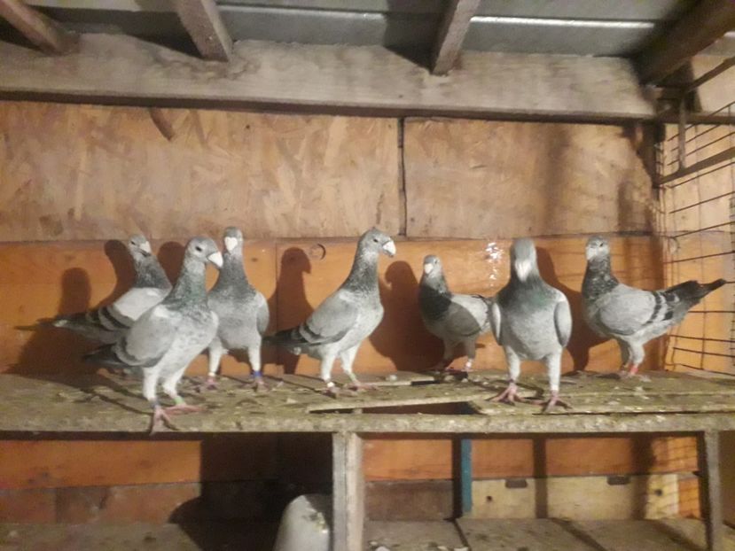 Masculi pt 2019 - Voiajori germani 2019 matca