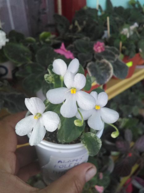  - Violetele mele