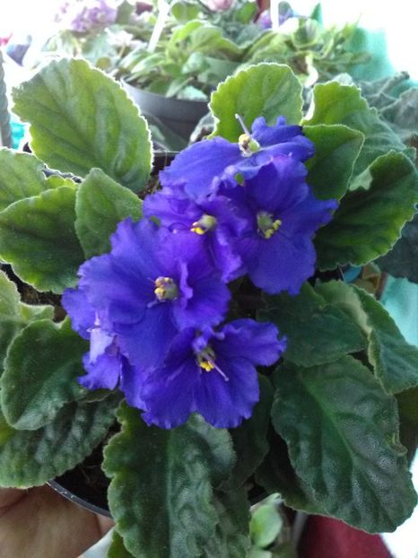  - Violetele mele