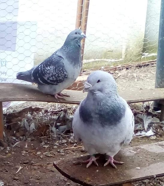 Pereche 2019 - Standard