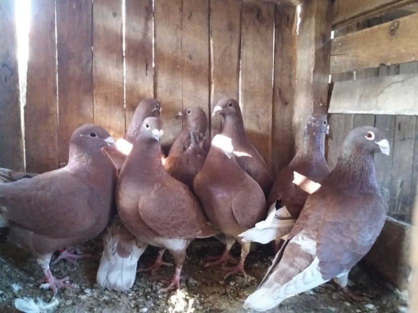  - Rosii de bucuresti