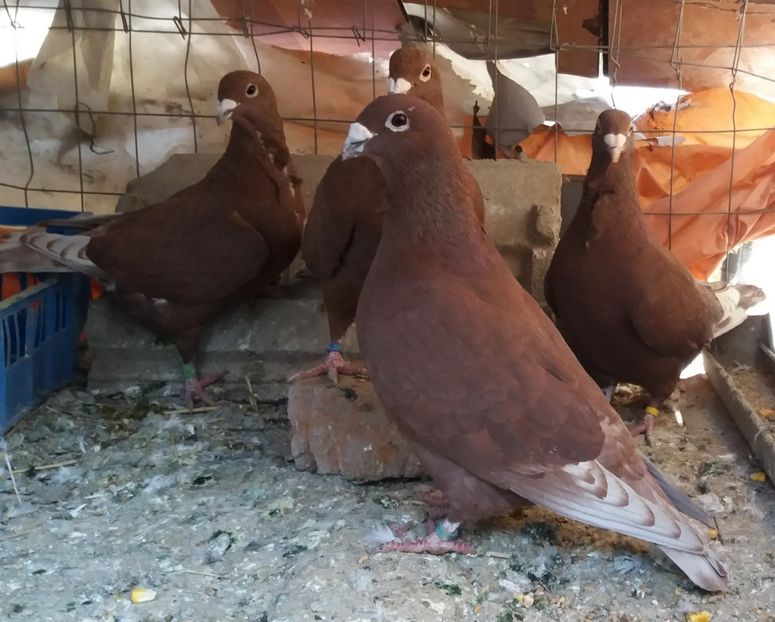  - Rosii de bucuresti