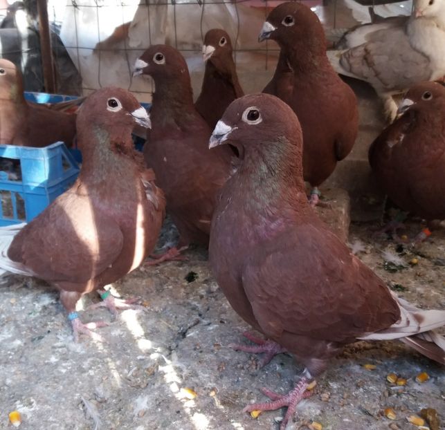  - Rosii de bucuresti