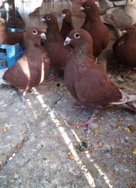  - Rosii de bucuresti