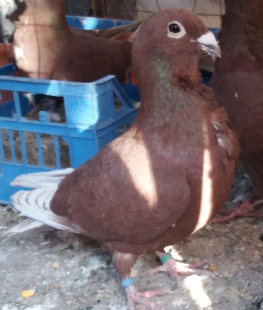  - Rosii de bucuresti