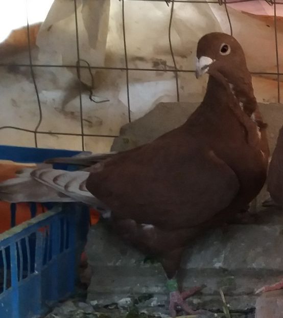  - Rosii de bucuresti