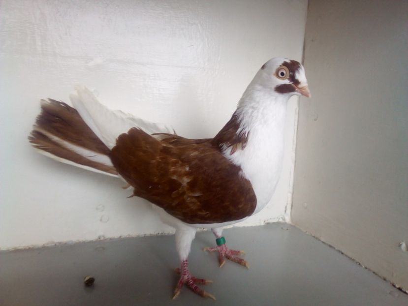  - PORUMBEI CARE MI AU APARTINUT