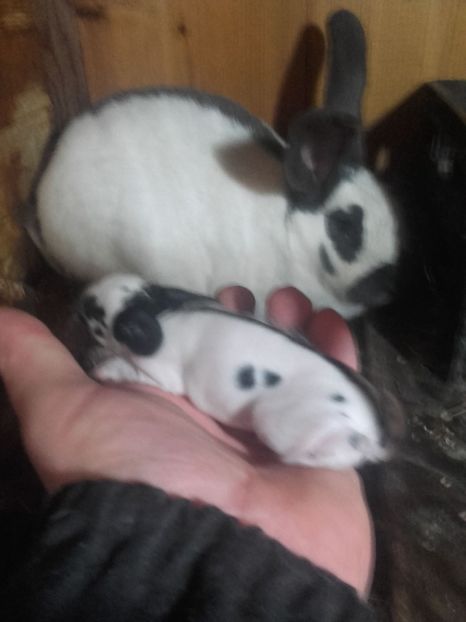 IMG-20190117-WA0022 - Cuib Fluture din 11 01 2019