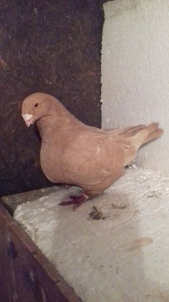 0-1 H 2014 - Vânduți 2019 2020