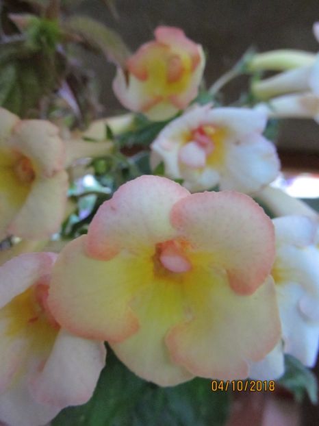  - ACHIMENES 2020 - VANZARI HIBRIZI