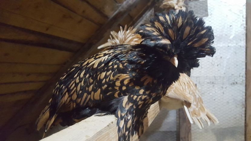  - A- Paduana Cărămizie 2019-2020