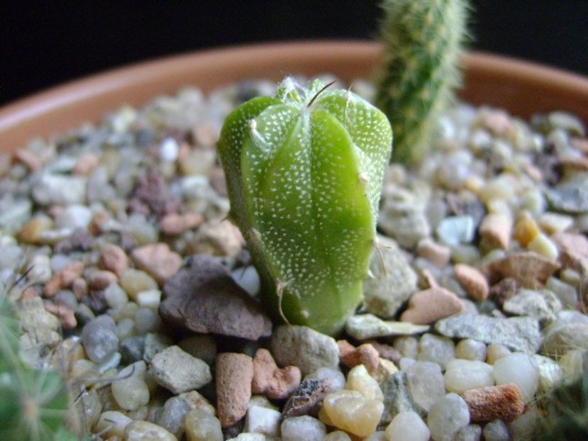 Astrophytum myriostigma hb. (clorofil-deficitar) - Cactusi 2018 final de an