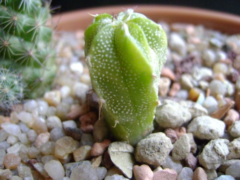 Astrophytum myriostigma hb. (clorofil-deficitar) - Cactusi 2018 final de an