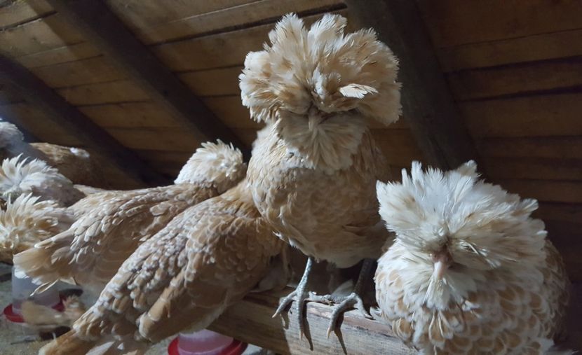  - A- Paduana Chamoise 2019-2020