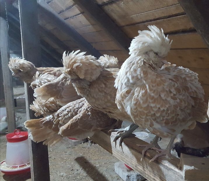  - A- Paduana Chamoise 2019-2020