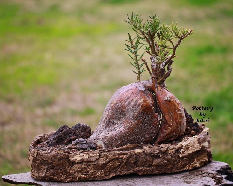 Pachypodium bispinosum - achizitionata - Whish list pentru viata urmatoare1