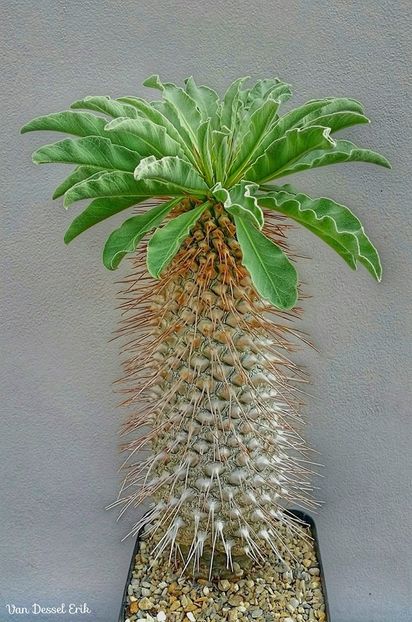 Pachypodium namaquanum - Whish list pentru viata urmatoare1