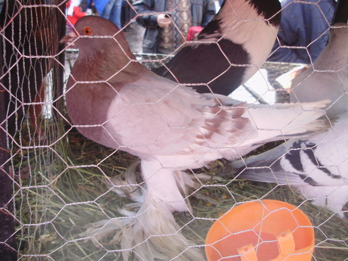 PB142270 - 16g Galati 2009-2011