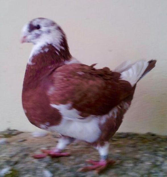 102175474_VOUAMZB3 - Fem AGH matcă 2019