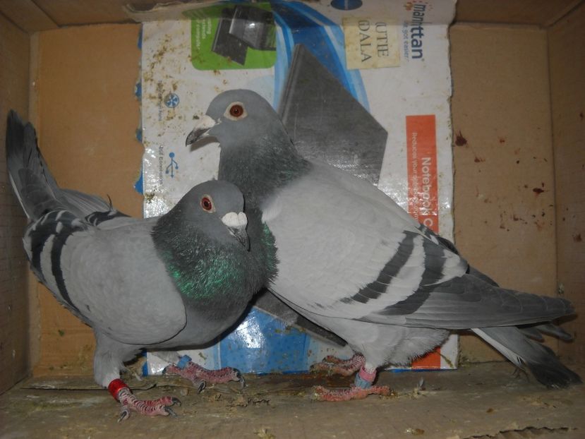  - UNDEVA IN SUCEAVA arhiva