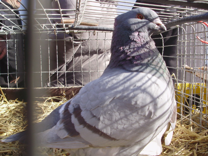 PB142332 - 16g Galati 2009-2011