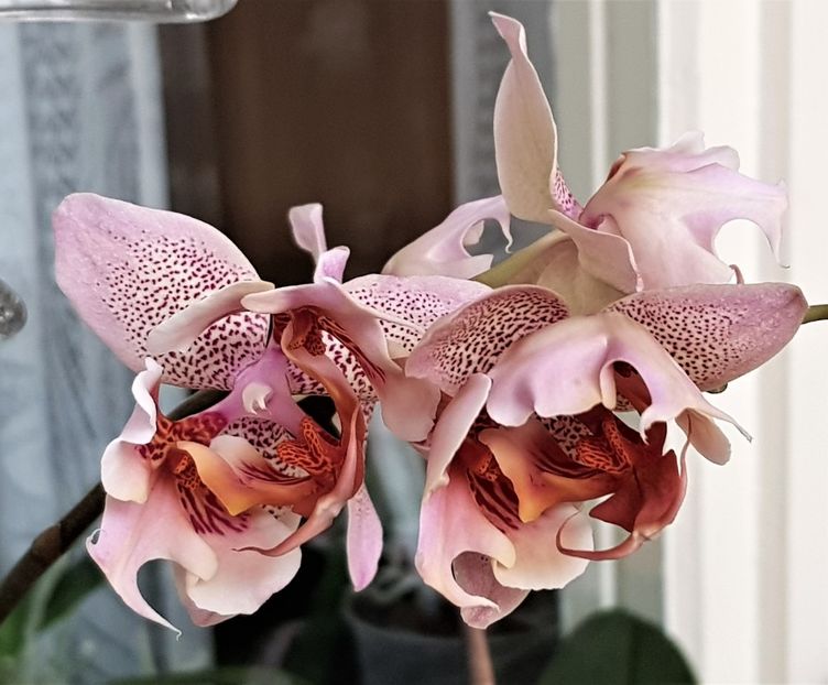  - Phalaenopsis 1