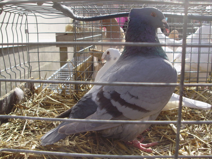 PB142333 - 16g Galati 2009-2011