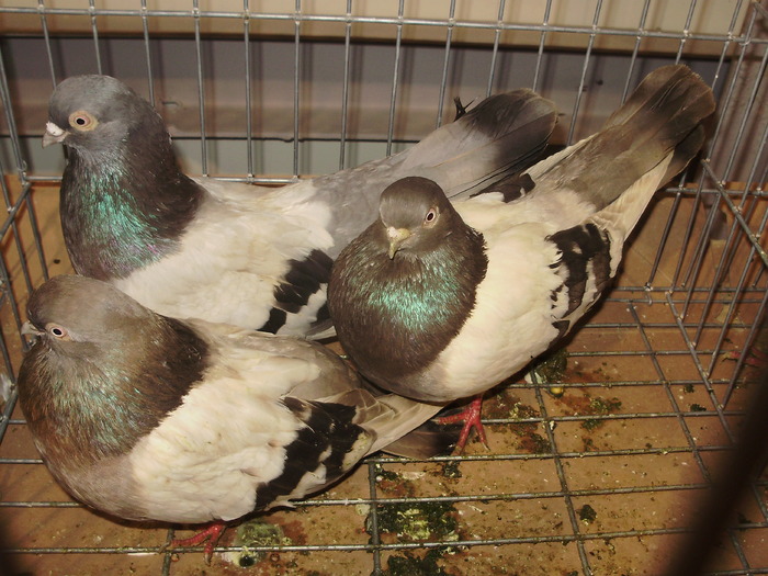 PB142351 - 16g Galati 2009-2011