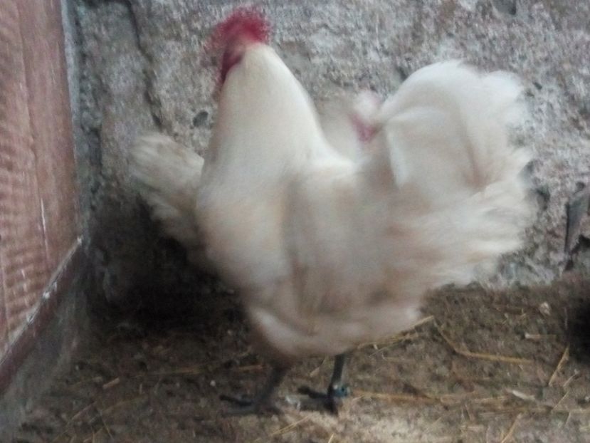  - Australorp alb