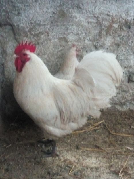  - Australorp alb
