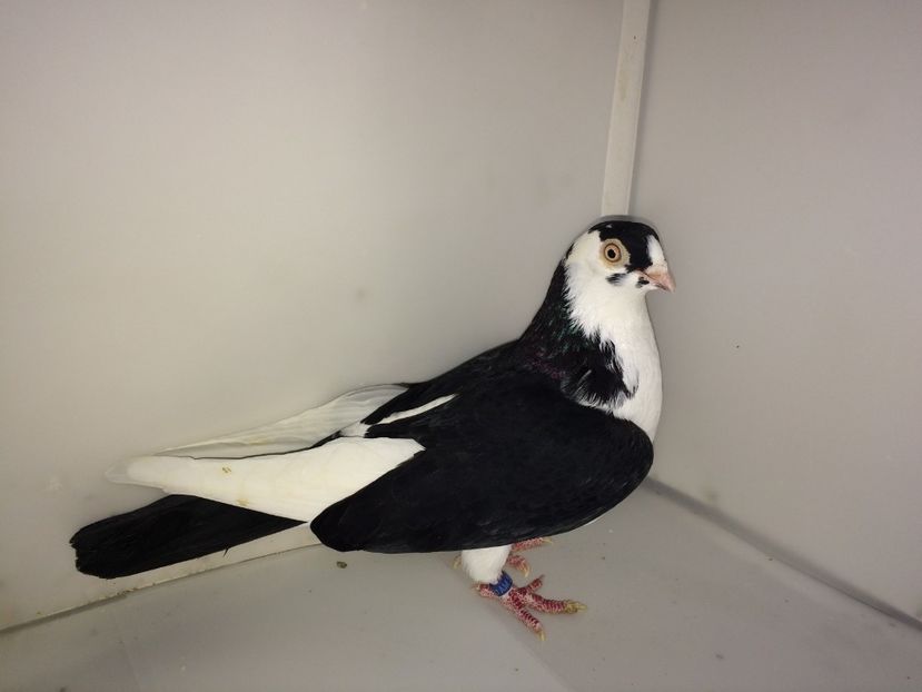 571  femelă  2012 - Plecați ALBUM 3