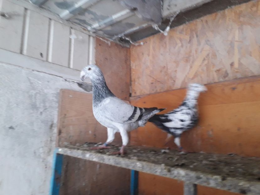  - Pui voiajori germani 2018