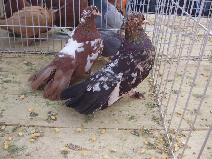 PB142449 - 16g Galati 2009-2011