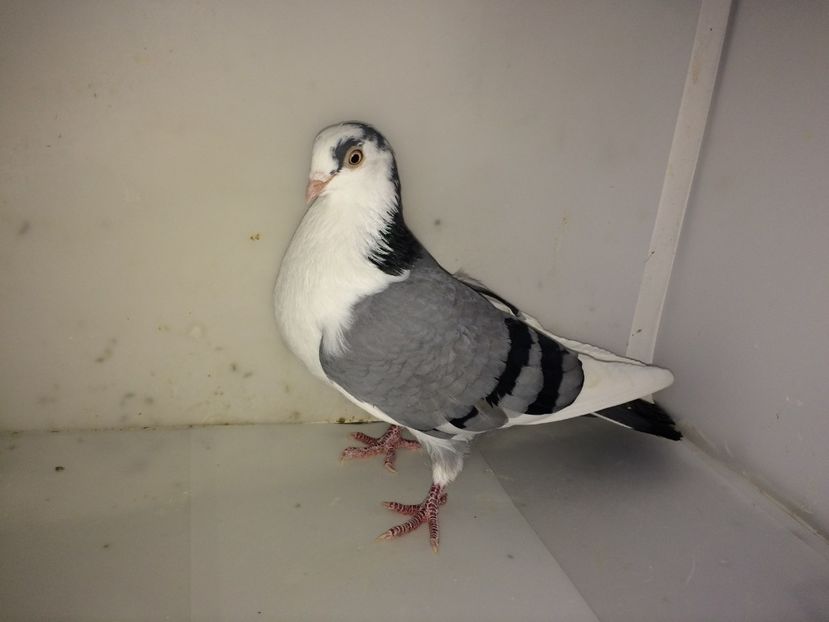 femelă  2016 - Plecați ALBUM 3