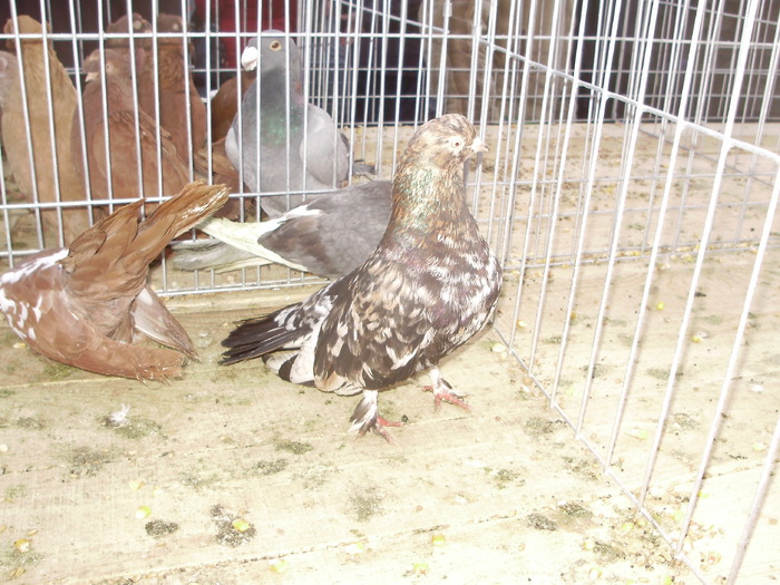 PB142453 - 16g Galati 2009-2011