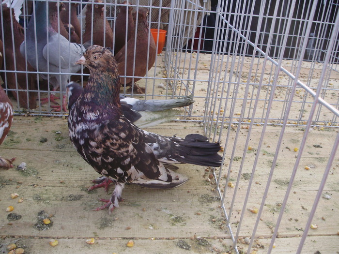 PB142454 - 16g Galati 2009-2011
