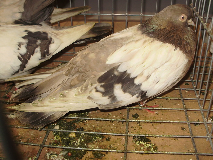 PB142482 - 16g Galati 2009-2011