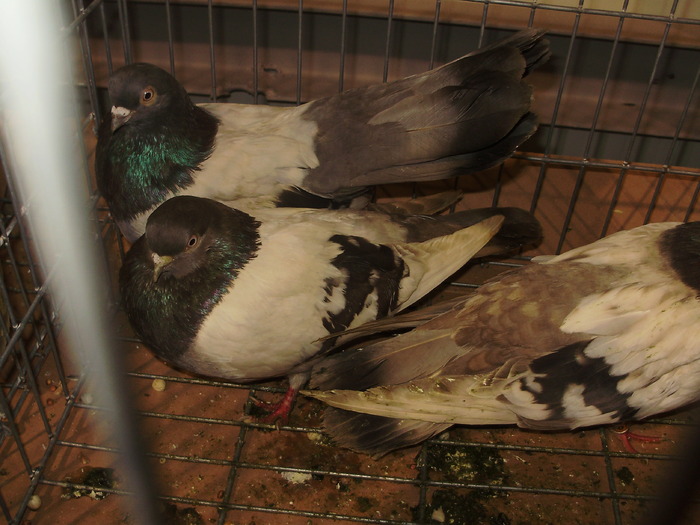 PB142483 - 16g Galati 2009-2011