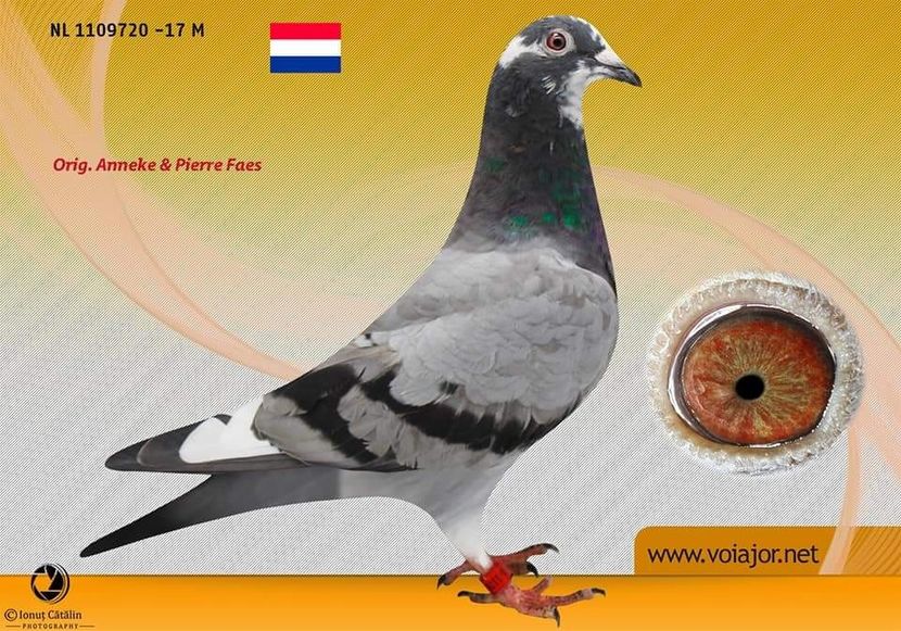 F.  per. 7 - A1 PERECHI MATCA pentru 2019