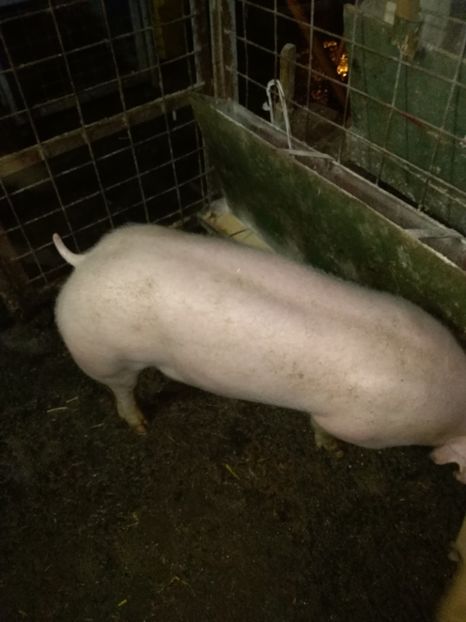  - Porc pt Crăciun 2019