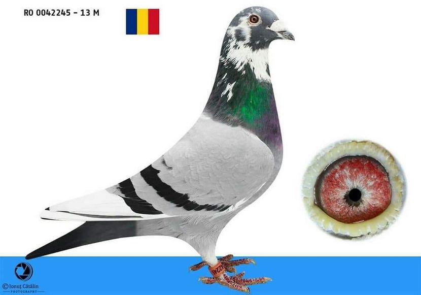 M.  per. 8 - A1 PERECHI MATCA pentru 2019