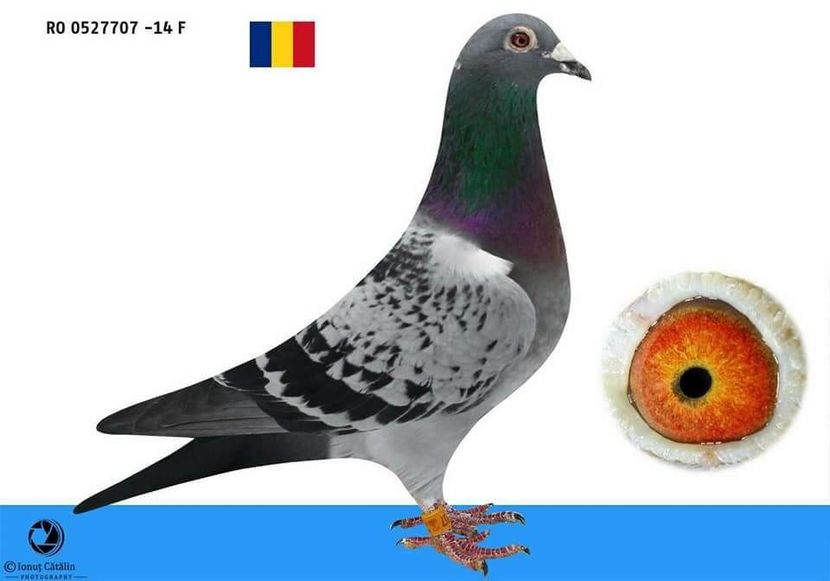 F.  per. 8 - A1 PERECHI MATCA pentru 2019