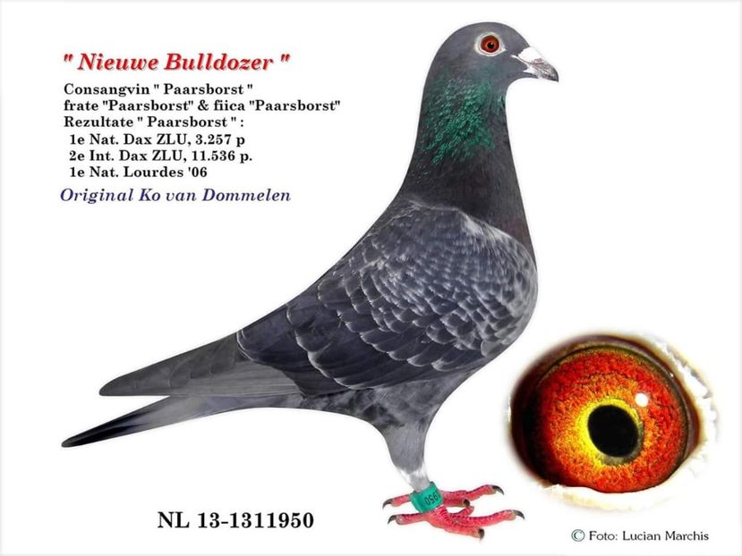 M.  per. 9 - A1 PERECHI MATCA pentru 2019