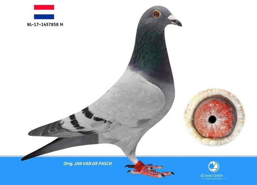 M.  per. 10 - A1 PERECHI MATCA pentru 2019