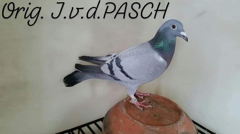 F.  per. 10 - A1 PERECHI MATCA pentru 2019